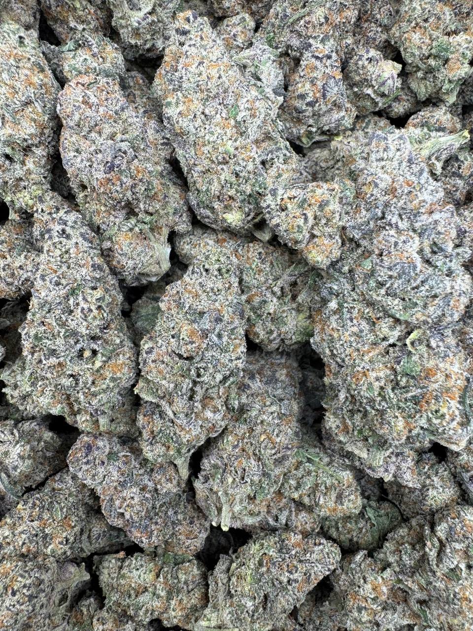 WhatsApp Image 2026-03-28 at 2.07.31 AM