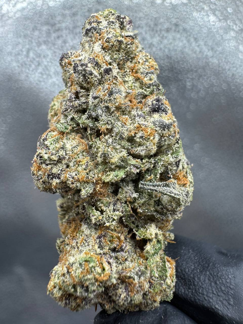jungle-banana-indica-thca-flower-wholesale-buds.jpg Jungle Banana indica THCA flower showcasing thick trichome-coated buds with tropical banana terpene profile bulk wholesale