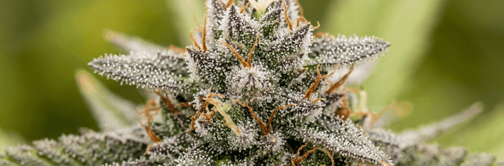Extreme macro close-up of a premium THCa hemp flower bud with dense milky trichomes and orange pistils in natural light
