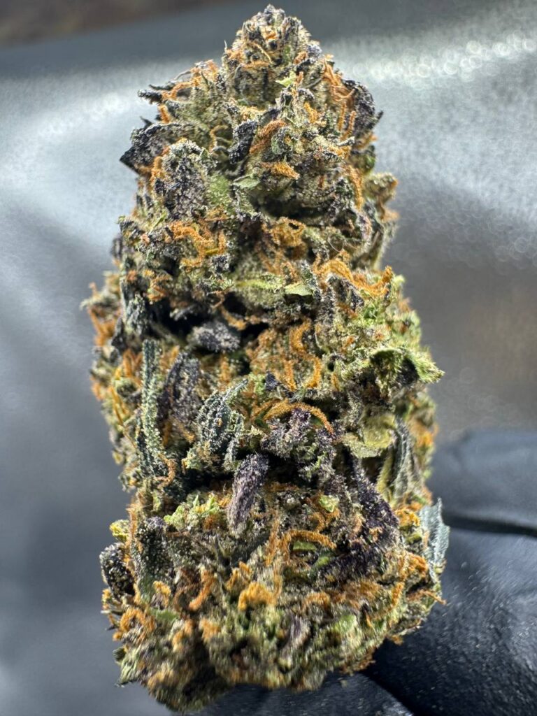 Cherry Bomb THCa hybrid flower buds with vibrant coloring and frosty trichomes, wholesale pricing from Co.Exotics