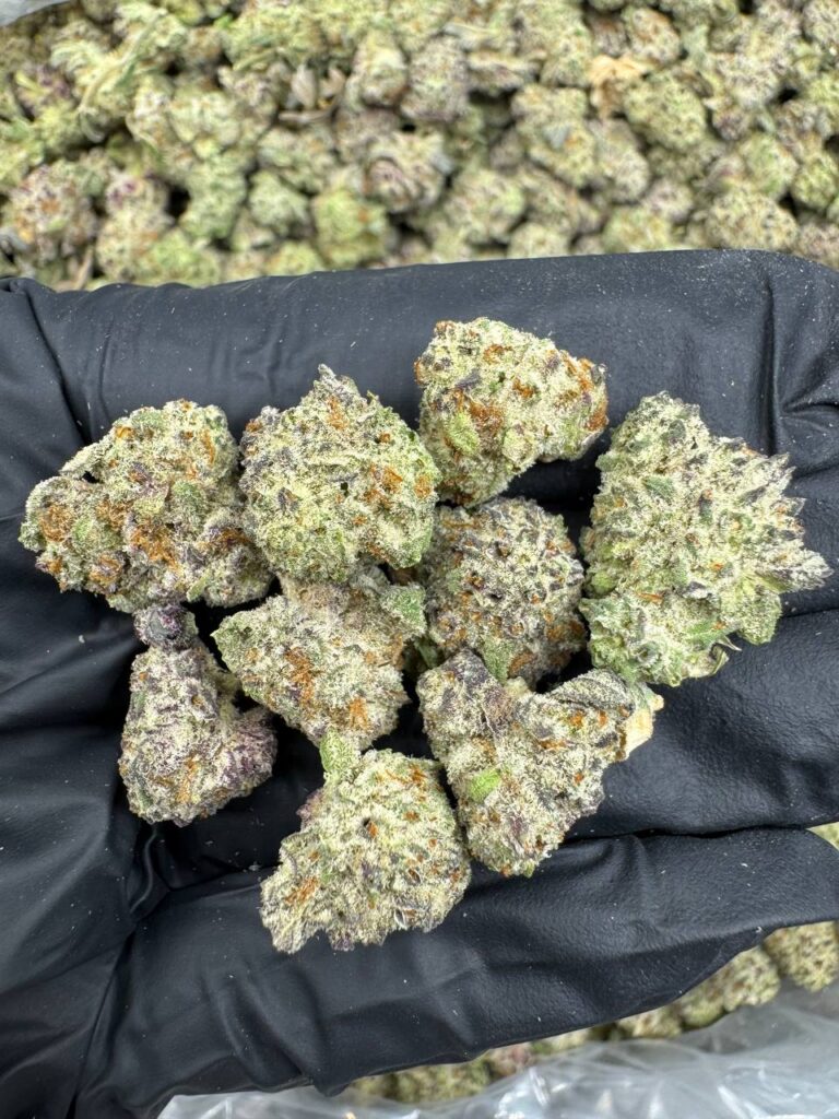 Pablo's Driver THCa indica smalls with dense resin-coated small buds and a fuel-forward earthy terpene profile, wholesale at Co.Exotics