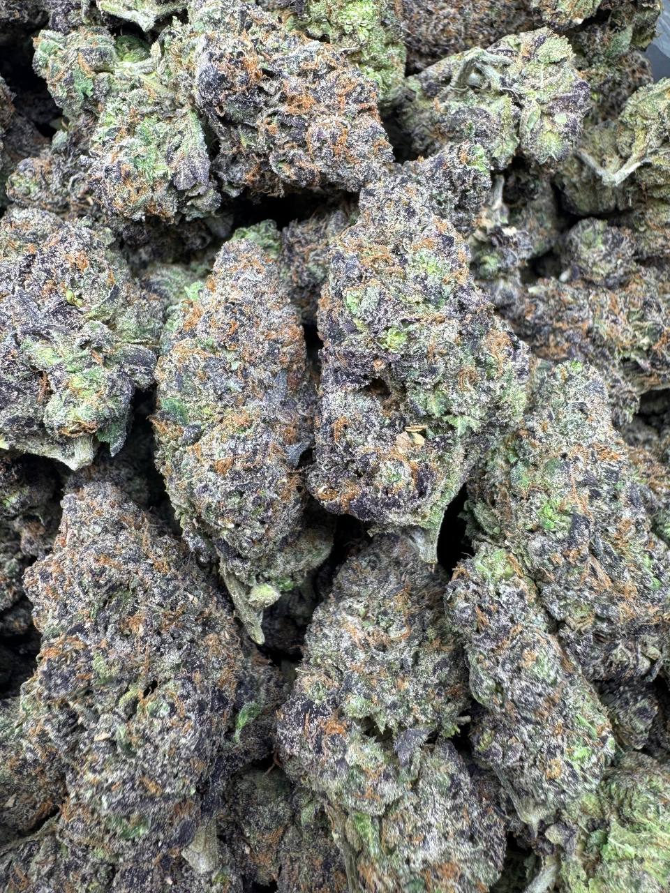 WhatsApp Image 2026-04-11 at 1.20.20 AM (1)