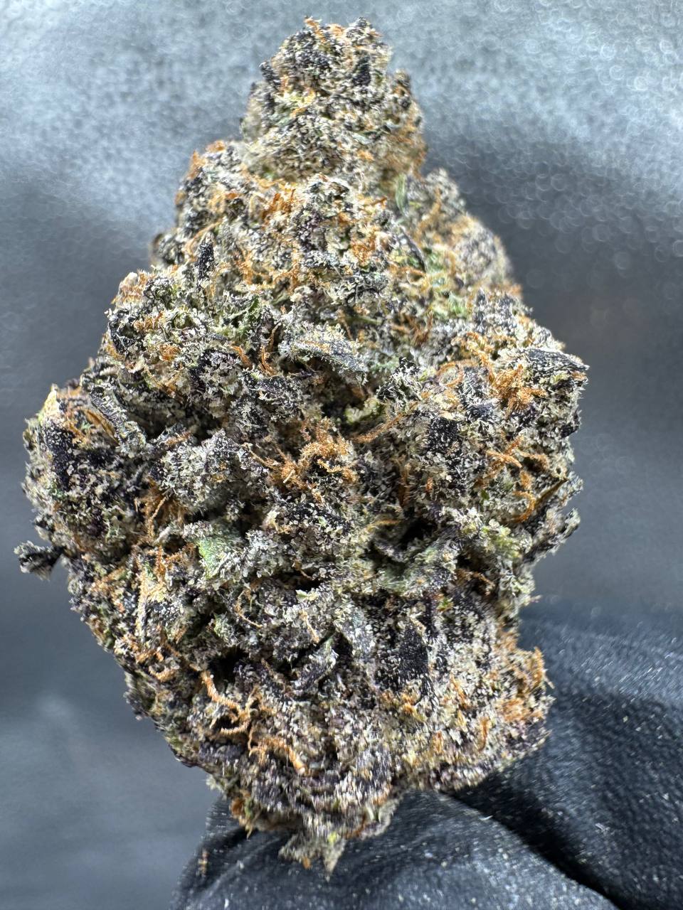 WhatsApp Image 2026-04-11 at 1.25.36 AM