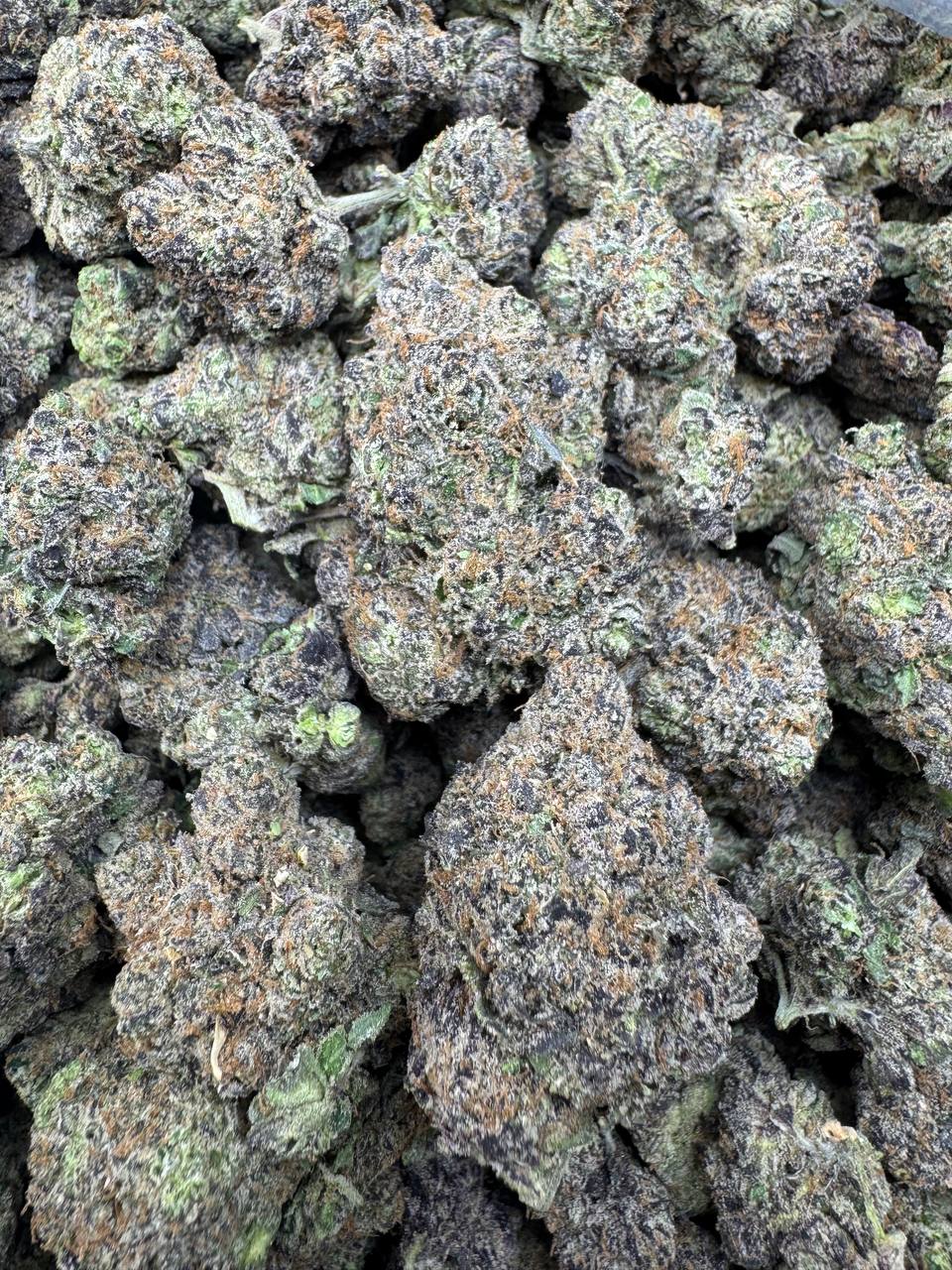 WhatsApp Image 2026-04-11 at 1.25.37 AM