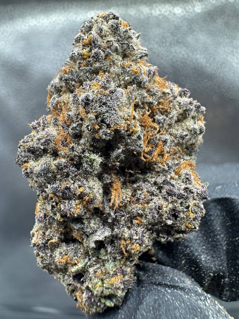 WhatsApp Image 2026-04-11 at 1.34.17 AM (1)