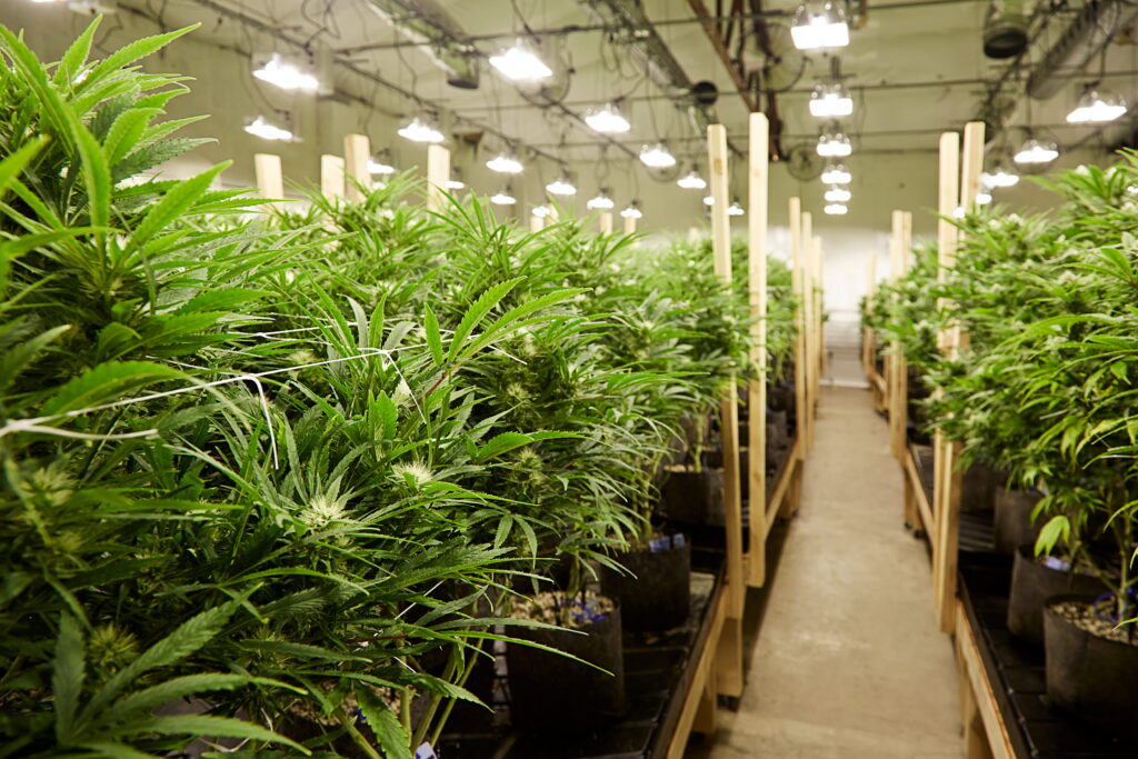 Rows of THCa hemp plants growing in black fabric pots under overhead grow lights inside a large professional indoor cultivation facility with a center walkway