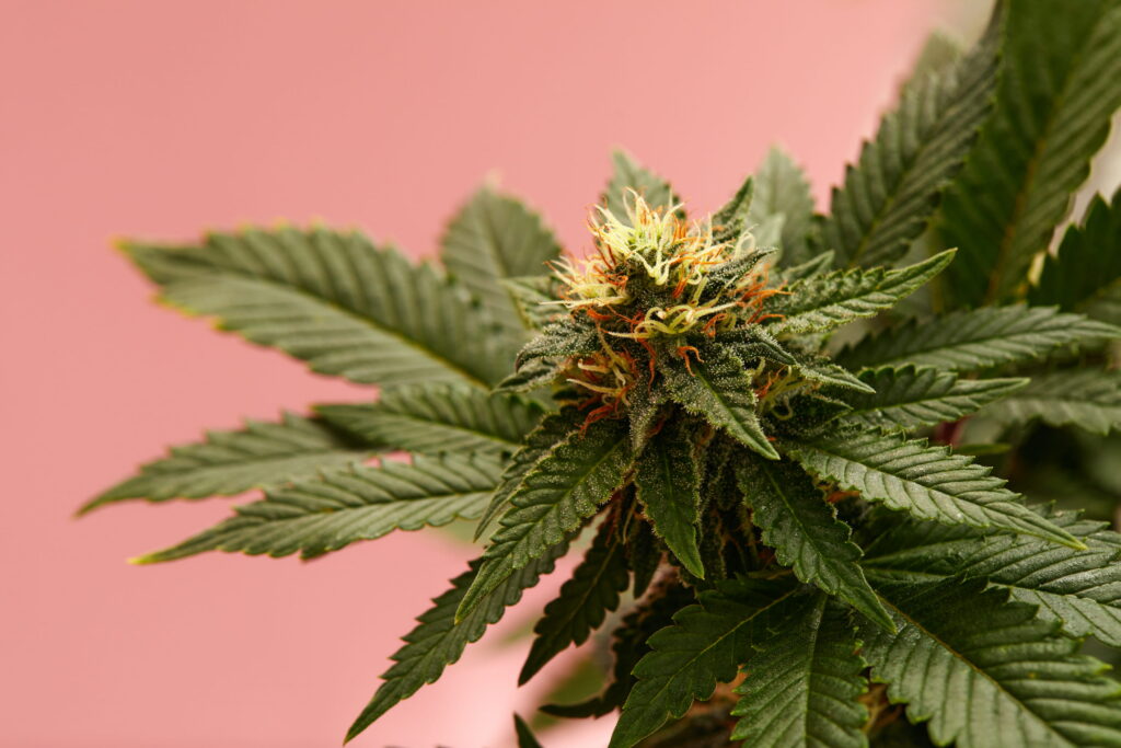 Flowering cannabis plant with trichome-covered bud and orange pistils showing terpene-rich resin glands that influence cannabis effects and aroma