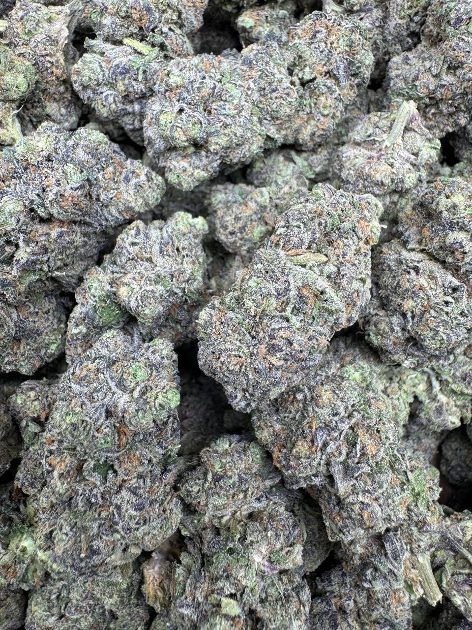 Black Cherry Soda buds