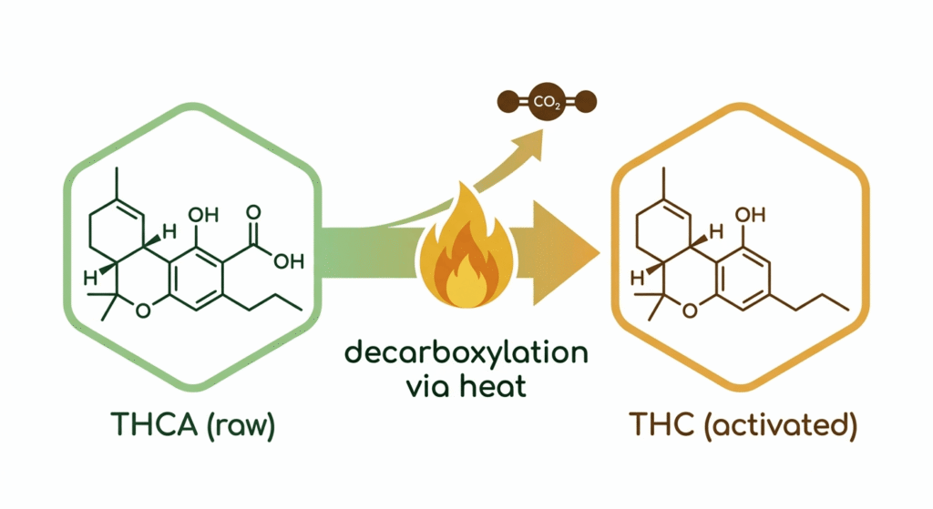 Diagram showing THCA converting to THC through decarboxylation when heat is applied, illustrating how cannabis concentrates become psychoactive