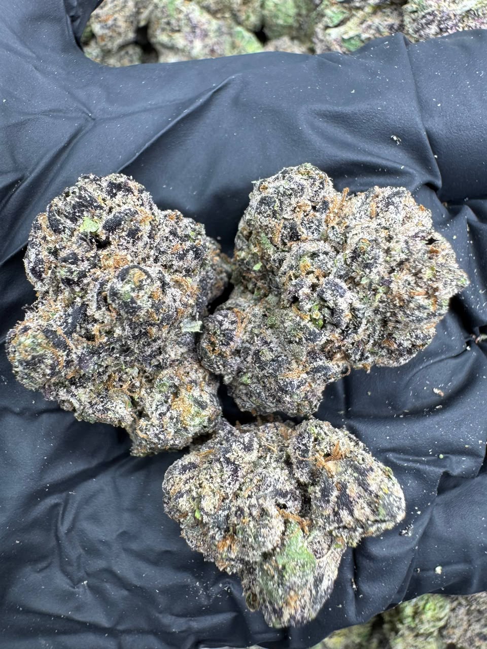 Candy Gelato (Indica)